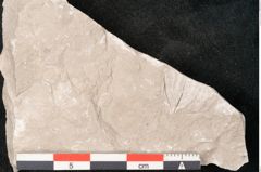 Foto (Detailansicht) von Trigonocarpus sp.  (NHMW-GEO-2024-0188-11153)